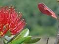 Kermadec pōhutukawa
