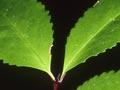 Pukatea buttresses and leaves