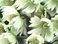 Hīnau flowers 