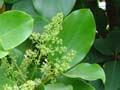 Broadleaf foliage and flowers 