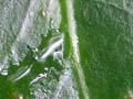 Puka foliage 
