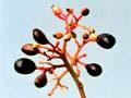 Kaikōmako fruit 