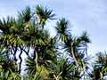 Tī kōuka – New Zealand cabbage tree