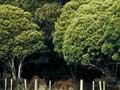 Ball's Clearing Scenic Reserve
