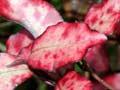 Horopito leaves 