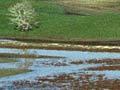 Whangamarino wetland