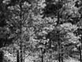Pine trees, Waipoua Forest
