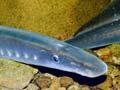 Piharau (lamprey)