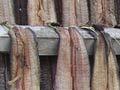 Eel fillets drying