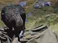 Kea investigating a pack 