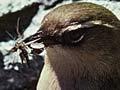 Pair of rock wrens