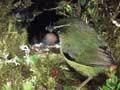 Rock wren at nest entrance