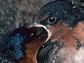 Welcome swallow at nest