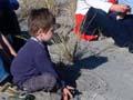 Planting pīngao 