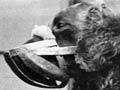 Lassie