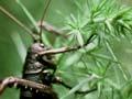 Mahoenui giant wētā