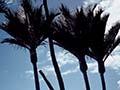 Nīkau palms