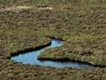 Waituna wetland