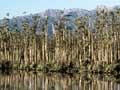 Swamp forest, Lake Wahapo