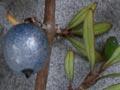Mingimingi berries
