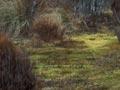 Sphagnum moss bog