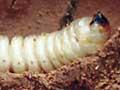 Huhu grub 