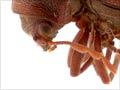 House borer