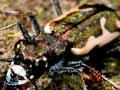Tiger beetle