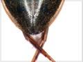 Diving beetle
