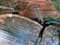 Moehau stag beetle