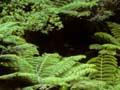 Rainforest 