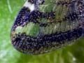 Vine hoppers and poisoned honeydew