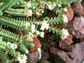 Strathmore weed