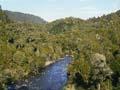 River surrounded by green bush