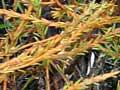 Scale-like leaves 