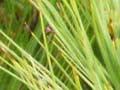 Needle leaves 