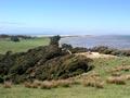 Mānuka shrubland, Farewell Spit