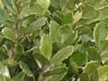 Broadleaved shrubland, Wright Hill, Wellington