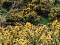 Gorse scrub, south Wellington