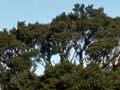 Mountain shrublands, Mt Stokes