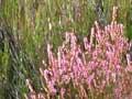 Scotch heather, Tongariro National Park