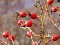 Sweet briar rosehips
