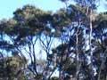 Gumland vegetation, Kaikino valley, Northland