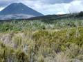 Heathland, Tongariro National Park
