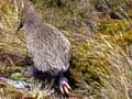 Stewart Island kiwi