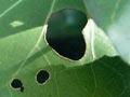 Kawakawa 