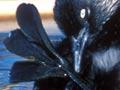 New Zealand dabchick preening