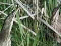 Australasian bittern
