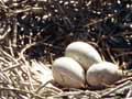 Royal spoonbill nests