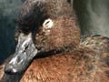 Auckland Island teal 